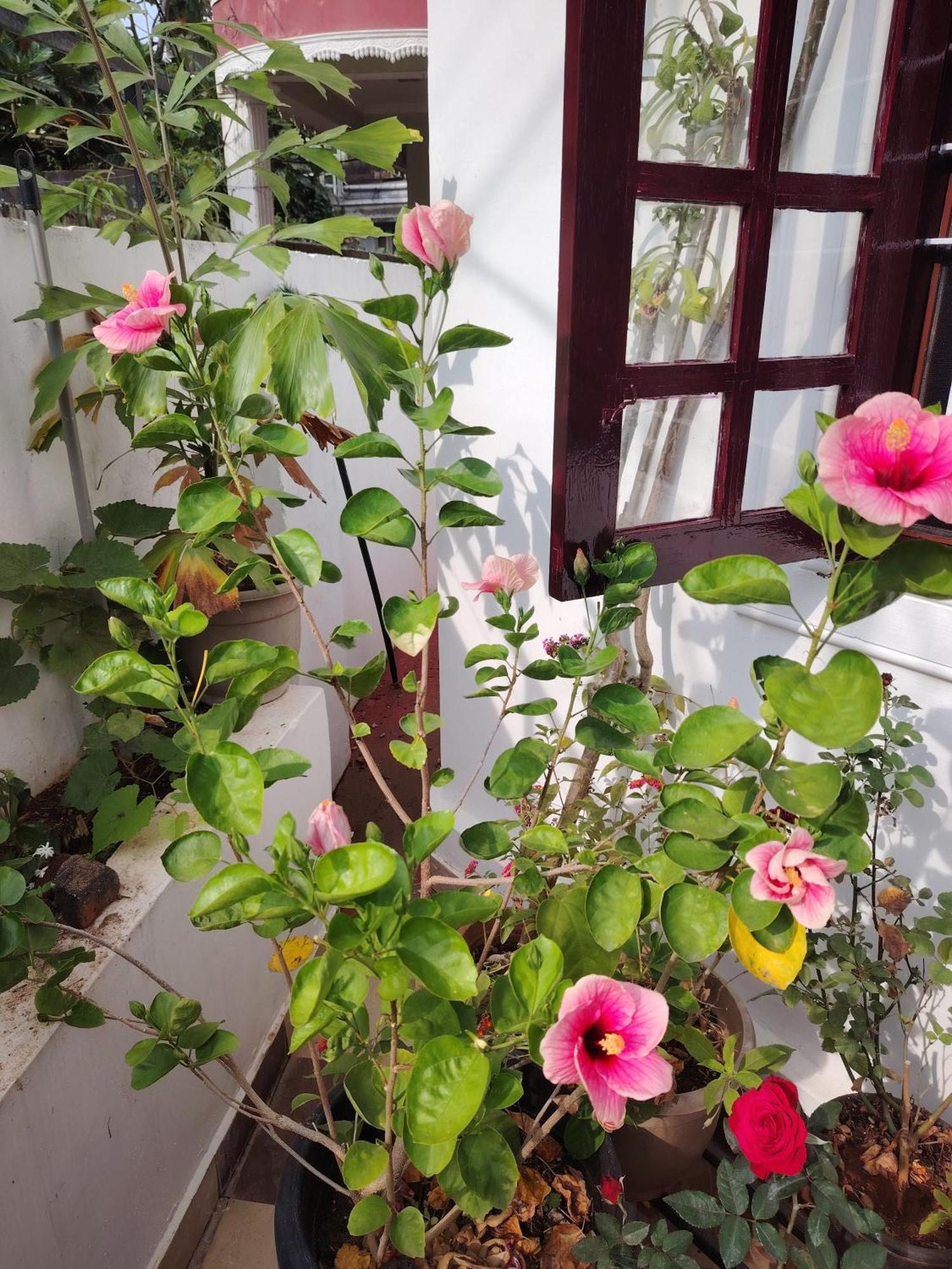 Beza Homestay Kochi Екстер'єр фото